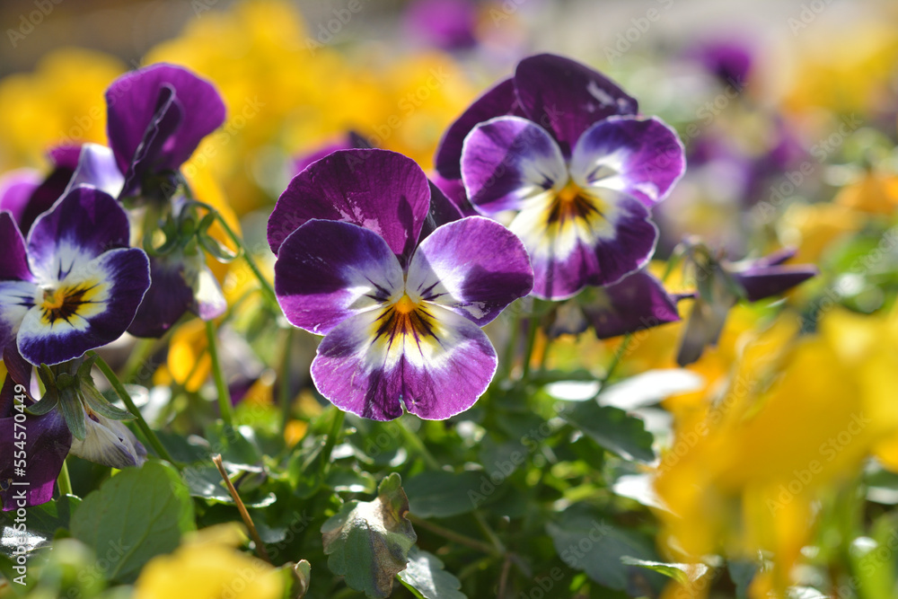 ビオラ Stock Photo Adobe Stock