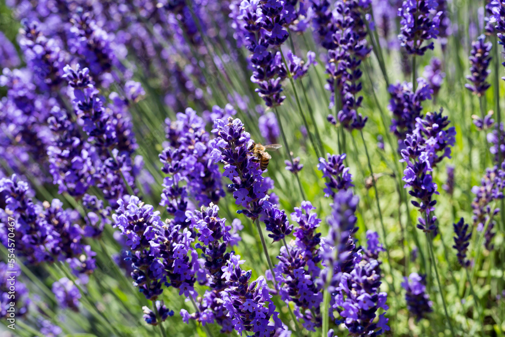 Beautiful image, blooming fragrant lavender flowers in the field. Blurred lavender flower background. Beautiful image, blooming fragrant lavender flowers in the field. Blurred lavender flower background.