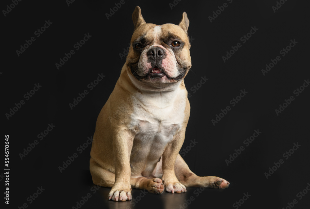 Cute french buudog sitting on black background, pet animal