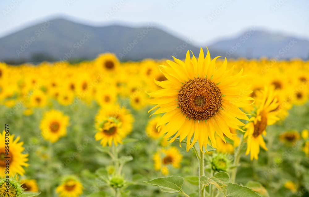 Obraz premium Beautiful sunflower flower blooming in sunflowers field.