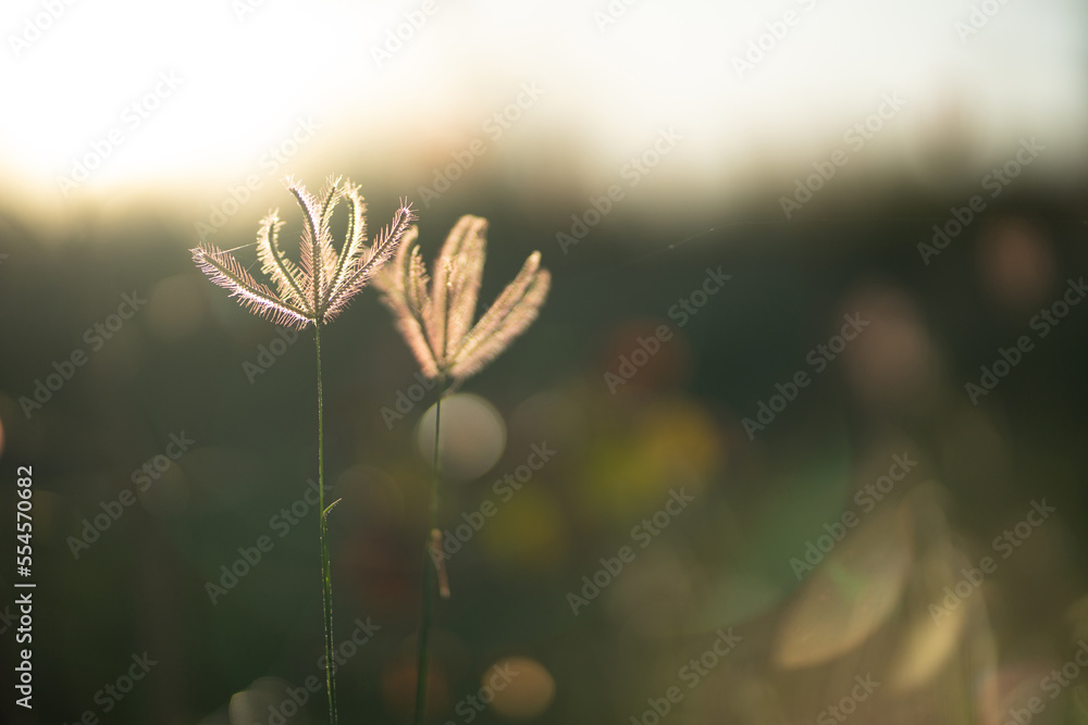 Flowering grass nature light background in the morning