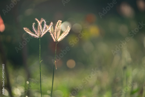 Flowering grass nature light background in the morning