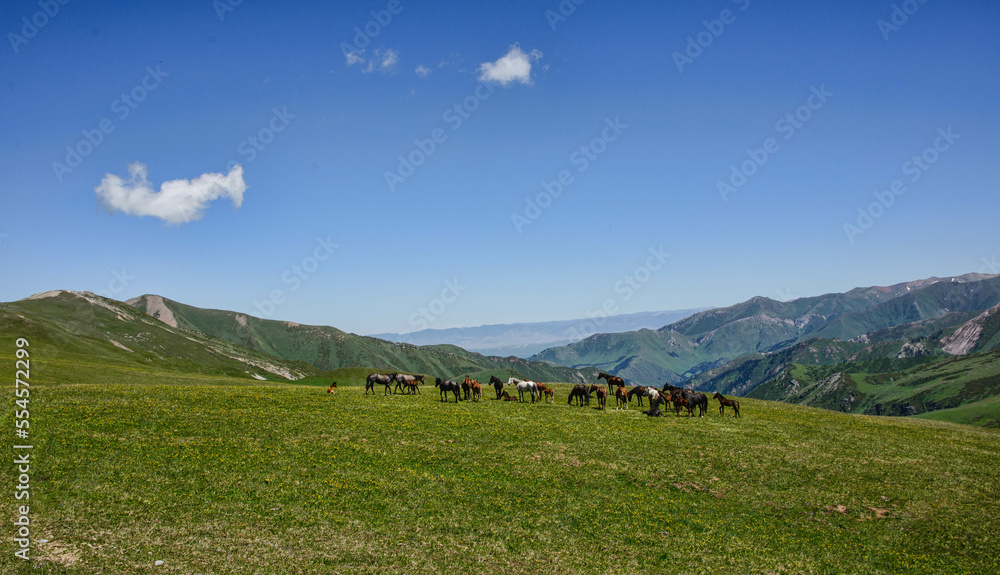 Fototapeta premium Horses crossing the Tup River, Jyrgalan Valley, Kyrgyzstan