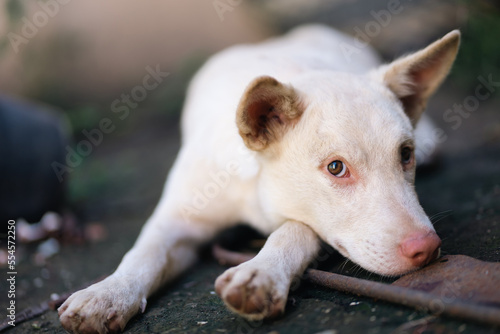 The white dog lay on the ground, his eyes sad and thoughtful © TEEREXZ