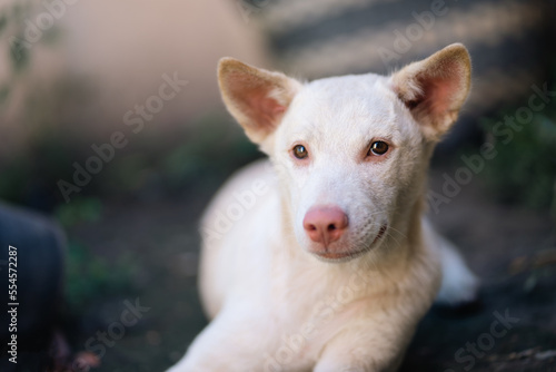 The white dog lay on the ground, his eyes sad and thoughtful