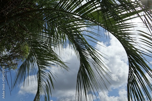 Beautiful palm tree branches against blue sky and clouds