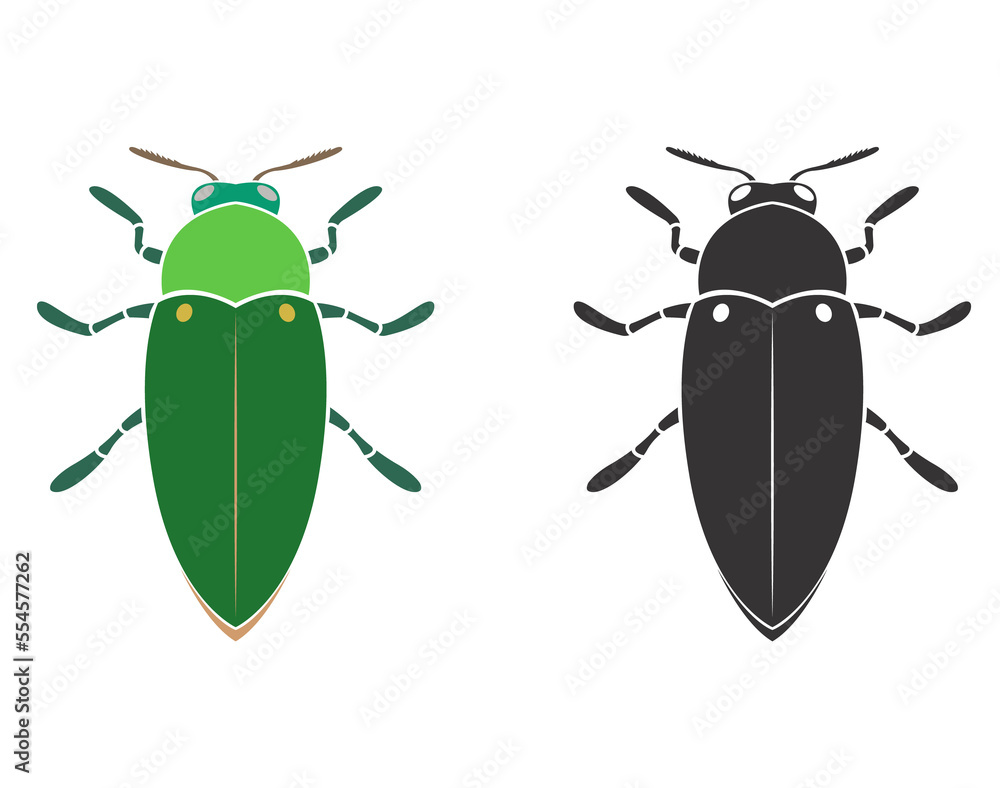Jewel beetle design isolated on transparent background. Wild Animals