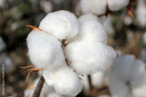 The Cotton field in Uzbekistan