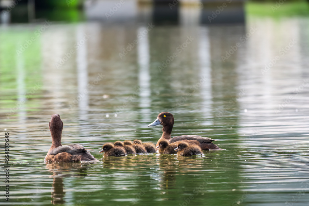 Tufted duck Family swims with their ducklings in green lake water. Tufted duck Family swims with their ducklings in green lake water.
