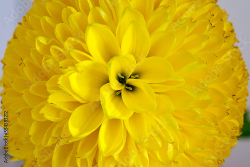 黄色いピンポン菊 © Fer-san