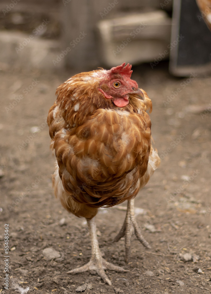 vertical photo of a red hen standing on one leg and cowering in the cold. domestic chicken is freezing outside