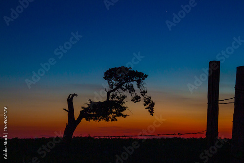 bended tree during sunset