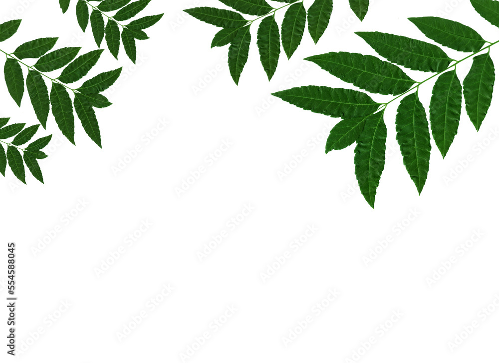 Obraz premium green leaf isolated on white background