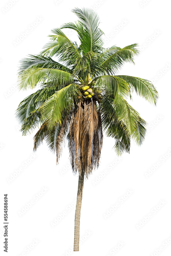 Fototapeta premium isolated big coconut tree on White Background.Large coconut trees database Botanical garden organization elements of Asian nature in Thailand, tropical trees isolated used for design, advertising