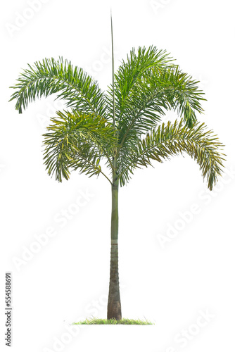 isolated big palm tree on White Background.Large palm trees database Botanical garden organization elements of Asian nature in Thailand, tropical trees isolated used for design, advertising © Gan
