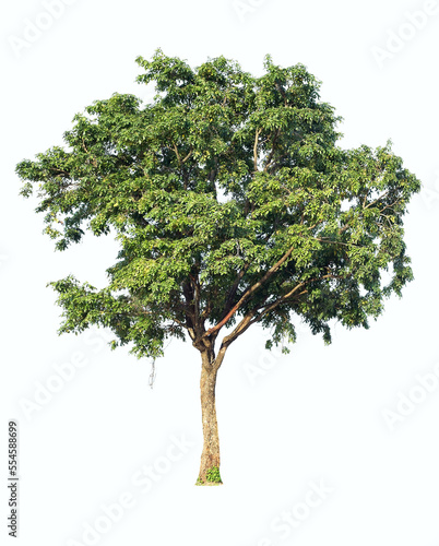 isolated big tree on White Background. tropical trees isolated used for design, advertising and architecture