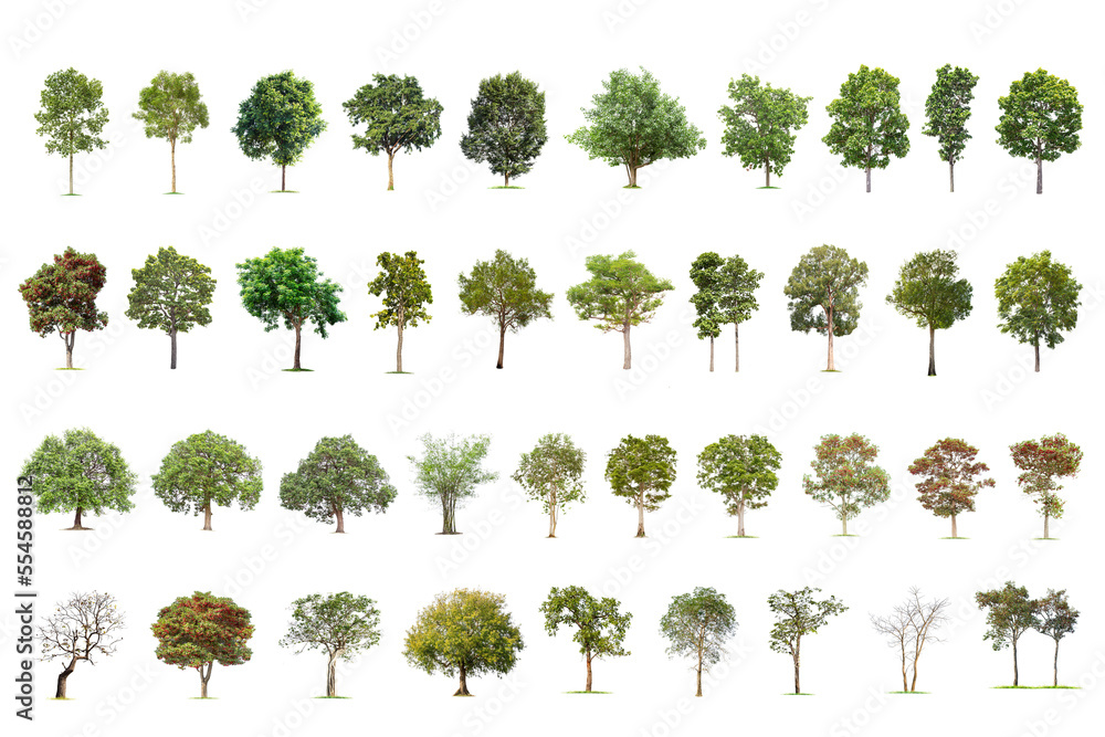 Fototapeta premium Isolated big tree on white background ,The collection of trees.Large trees database Botanical garden organization elements of Asian nature in Thailand, tropical trees isolated used for design,