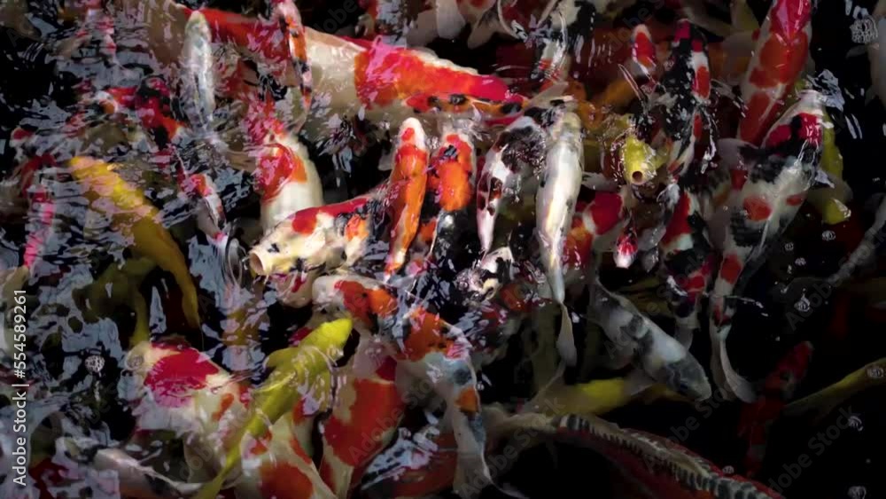 very beautiful and very big massive koi carp fishes in the garden pond for the fengshui and relaxing very beautiful and very big massive koi carp fishes in the garden pond for the fengshui and relaxing