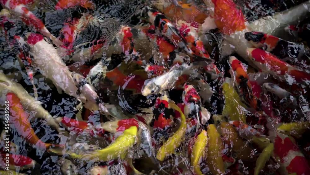 very beautiful and very big massive koi carp fishes in the garden pond for the fengshui and relaxing very beautiful and very big massive koi carp fishes in the garden pond for the fengshui and relaxing