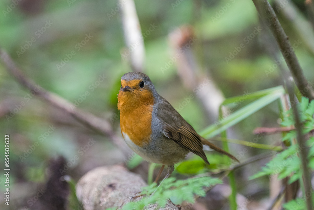 robin on a branch robin on a branch