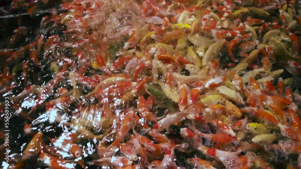 very beautiful and very big massive koi carp fishes in the garden pond for the fengshui and relaxing