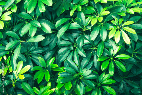 Tropical green leaves of clover on dark background, nature summer forest plant concept.