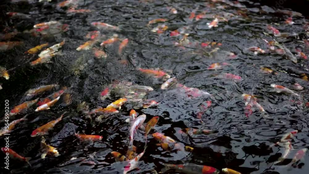 very beautiful and very big massive koi carp fishes in the garden pond for the fengshui and relaxing