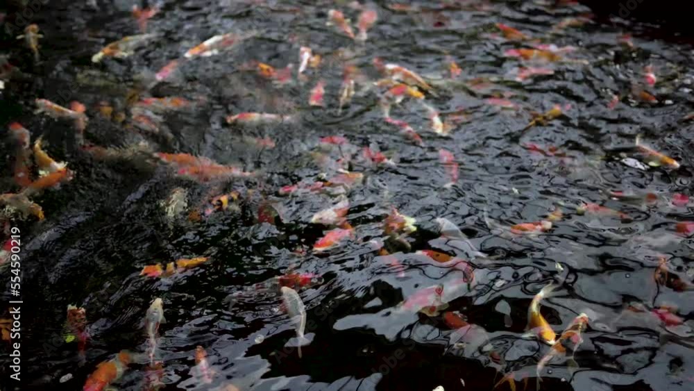 very beautiful and very big massive koi carp fishes in the garden pond for the fengshui and relaxing very beautiful and very big massive koi carp fishes in the garden pond for the fengshui and relaxing