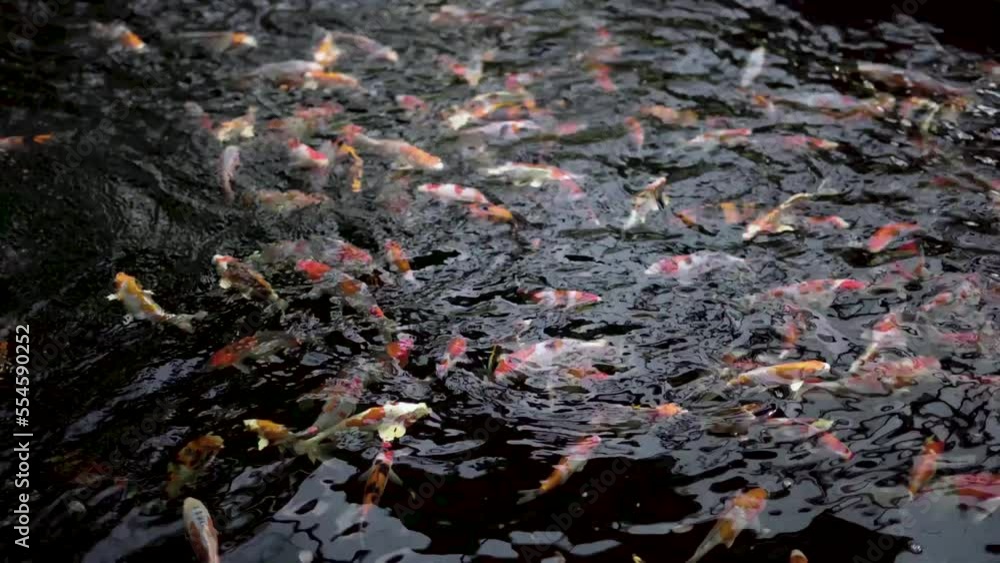 very beautiful and very big massive koi carp fishes in the garden pond for the fengshui and relaxing very beautiful and very big massive koi carp fishes in the garden pond for the fengshui and relaxing
