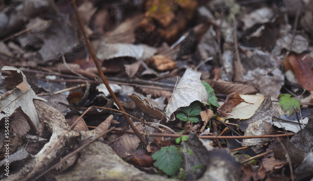 new growth coming up underneath the old fallen leaves new growth coming up underneath the old fallen leaves