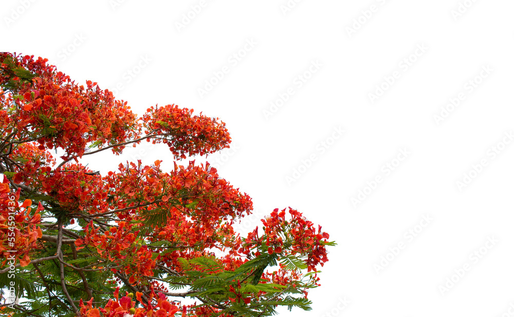 Flame tree or Royal Poinciana tree isolated on white background for garden design.