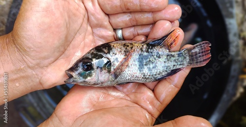 Mixed colored tilapia fish or oreochromis mossambicus above hand freshly taken from fish pond. Top view photo