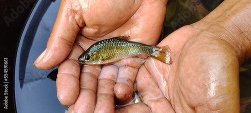 Barbodes binotatus is an endemic fish typical of Asia, this fish lives a lot in rivers with moderate to heavy flow. Barbodes binotatus in hand. Top view photo