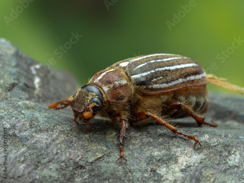 P8100364 female ten-lined June beetle, Polyphylla decemlineata, cECP 2022 © Ernie Cooper