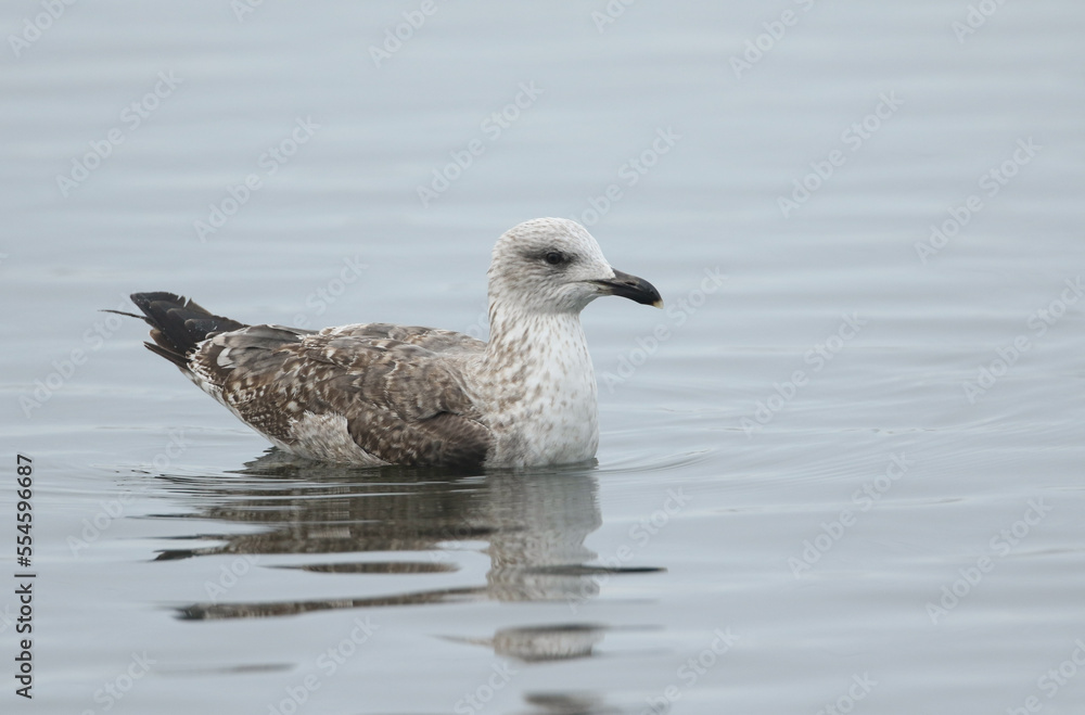 A Lesser black-backed Gull, Larus fuscus, swimming on a lake on a cold winters day.