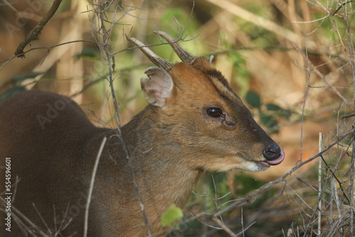 A buck Muntjac Deer, Muntiacus reevesi, poking out its tongue on a cold winters day.