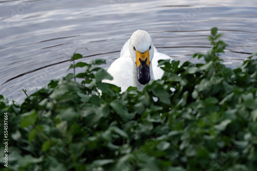 まっすぐにこちらを見る1羽のコハクチョウ photo