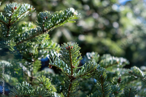 Fir tree branch close up  spruce needle  evergreen coniferous plant.