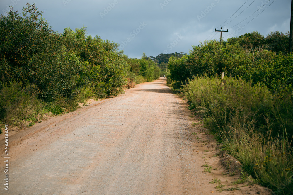 Dirt road seen running through bushveld