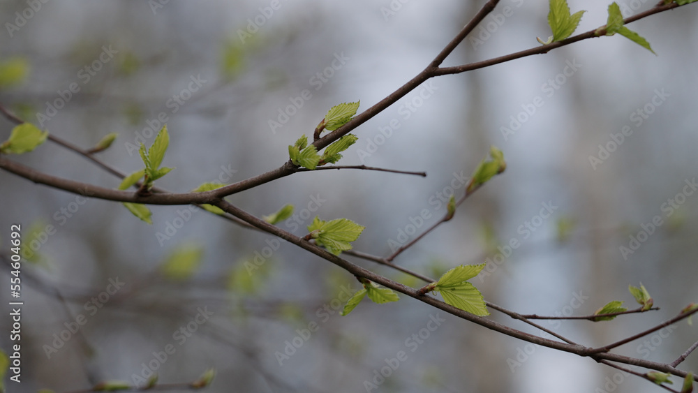 young buds on branch in spring young buds on branch in spring