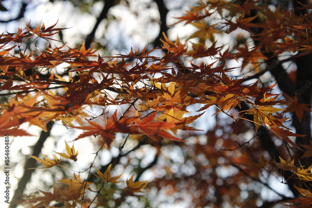 紅葉 紅葉