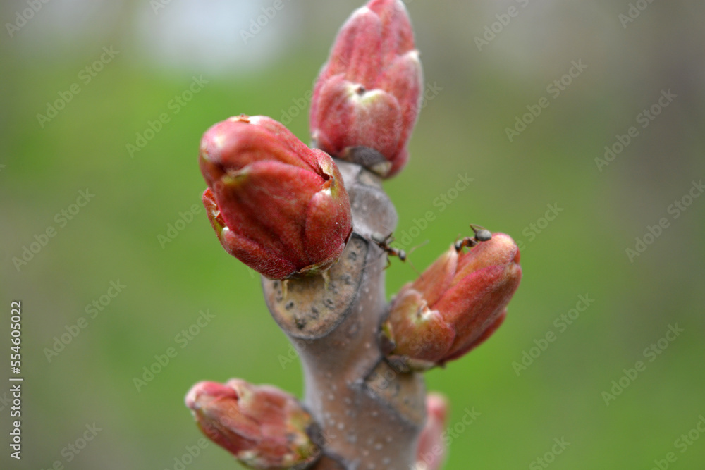 Spring, the large pink, red puffed buds of a blossoming outdoor tree that grows in the garden. Spring, the large pink, red puffed buds of a blossoming outdoor tree that grows in the garden.