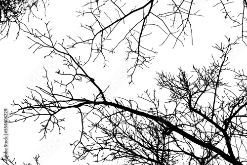 Tree branch silhouette on transparent background