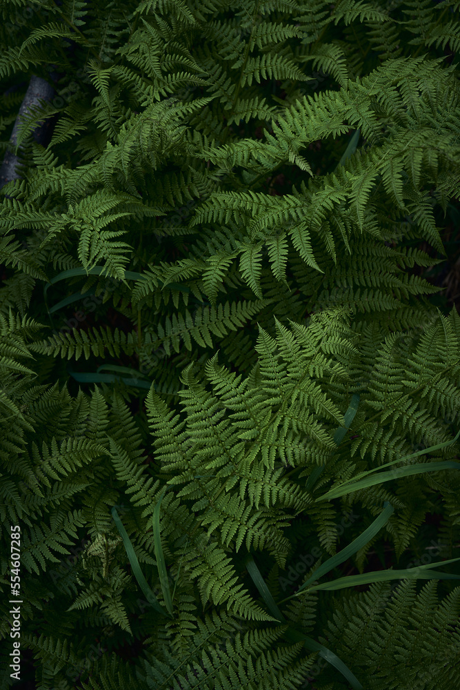 Close up texture of a green fern