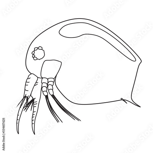 vector pf cladocera (waterflea) from freshwater