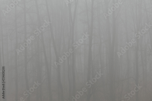 Forest trees in foggy day