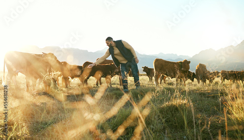 Foto Farm animal, cows and cattle farmer outdoor in countryside to care, feed and raise animals on grass field for sustainable farming