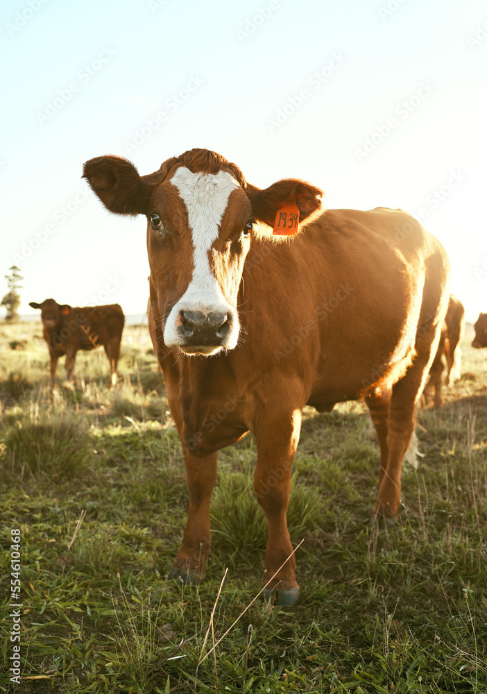 Cow, farm field and grass with outdoor sunshine, eating and grazing in herd for agriculture, beef or meat. Cattle livestock, farming and animal group in countryside for milk production, food and cows