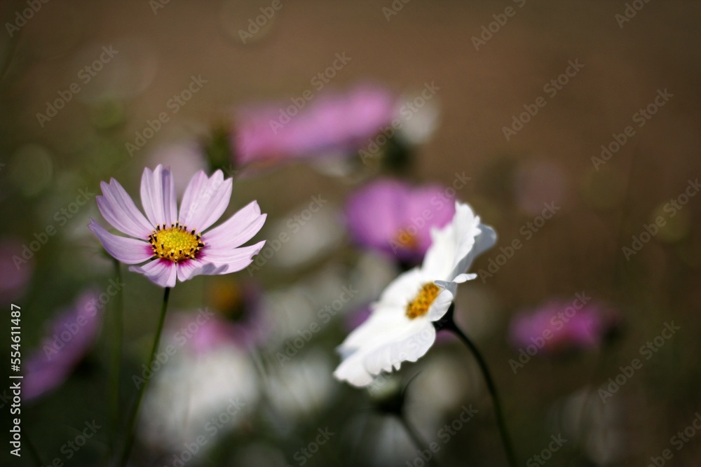 Beauty of cosmos flower in a garden. Beauty of cosmos flower in a garden.