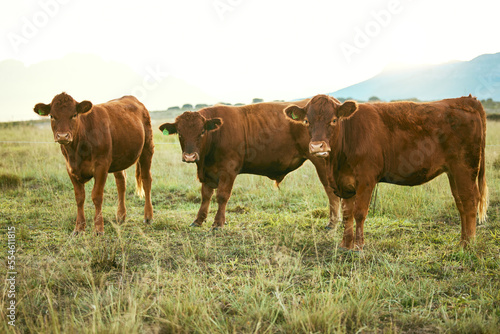 Group of cows, green grass or countryside field environment, sustainability field or agriculture Brazilian farm. Cattle, herd or bovine animals in dairy production, beef meat sales or food industry